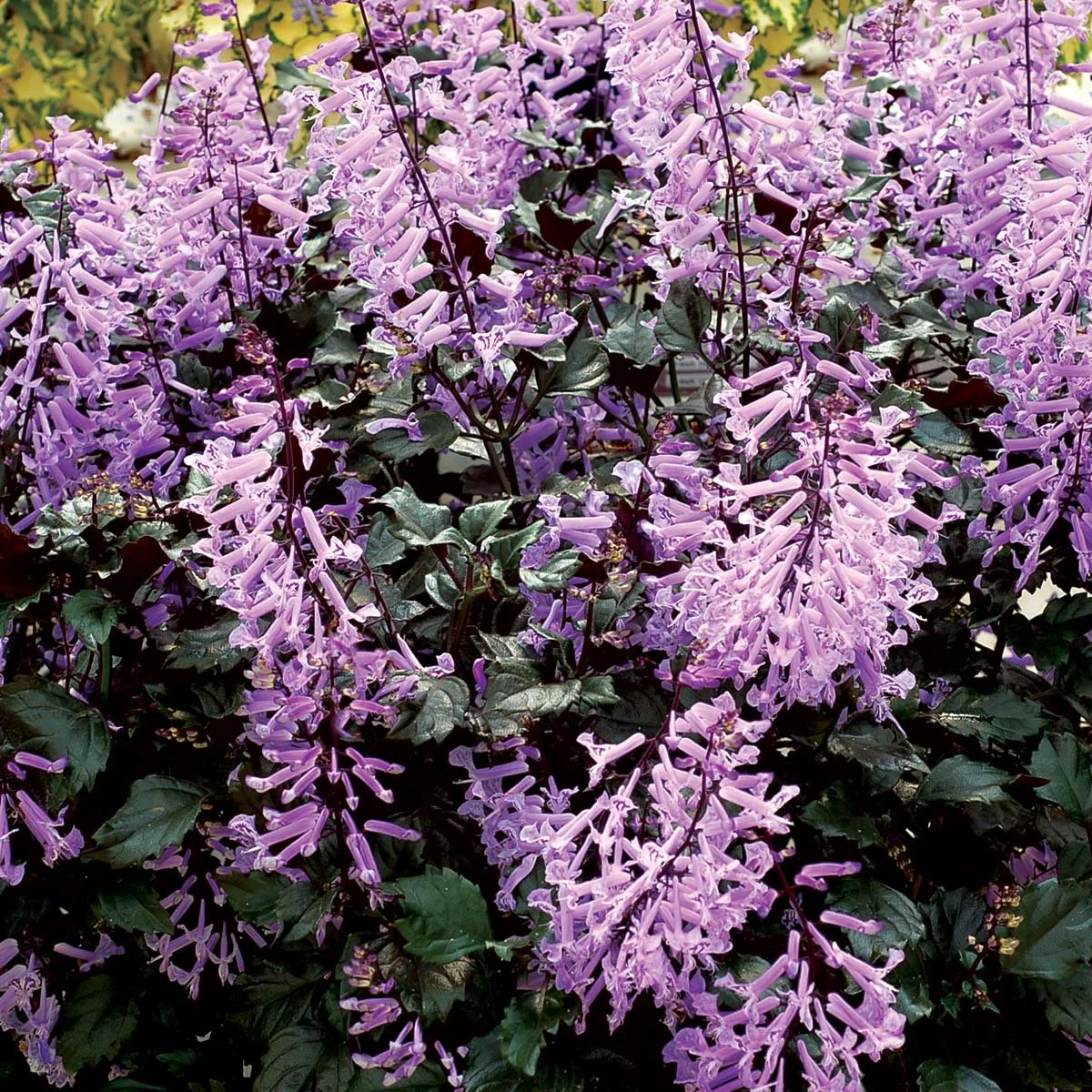 Plectranthus-Velvet-Elvis-1.jpg