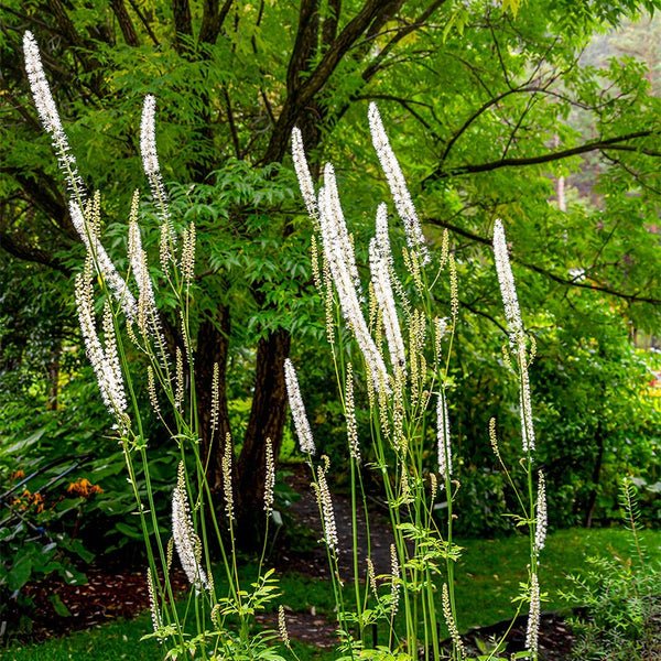 black-cohosh-garden.jpg