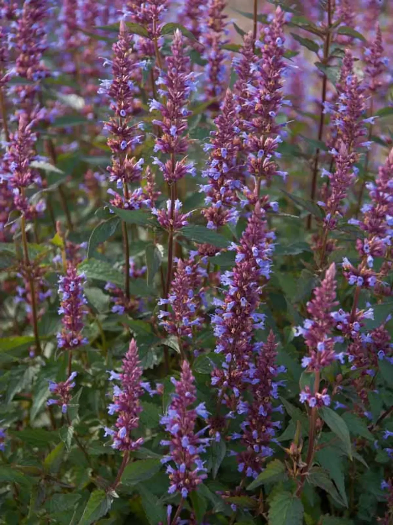 AGPH_2_Agastache_Purple_Haze_DSC00960.jpg.1724331693.webp