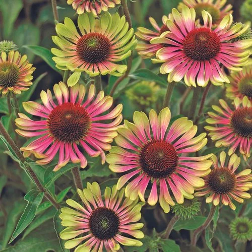 echinacea_purpurea_green_twister_bloom_bloom.jpg
