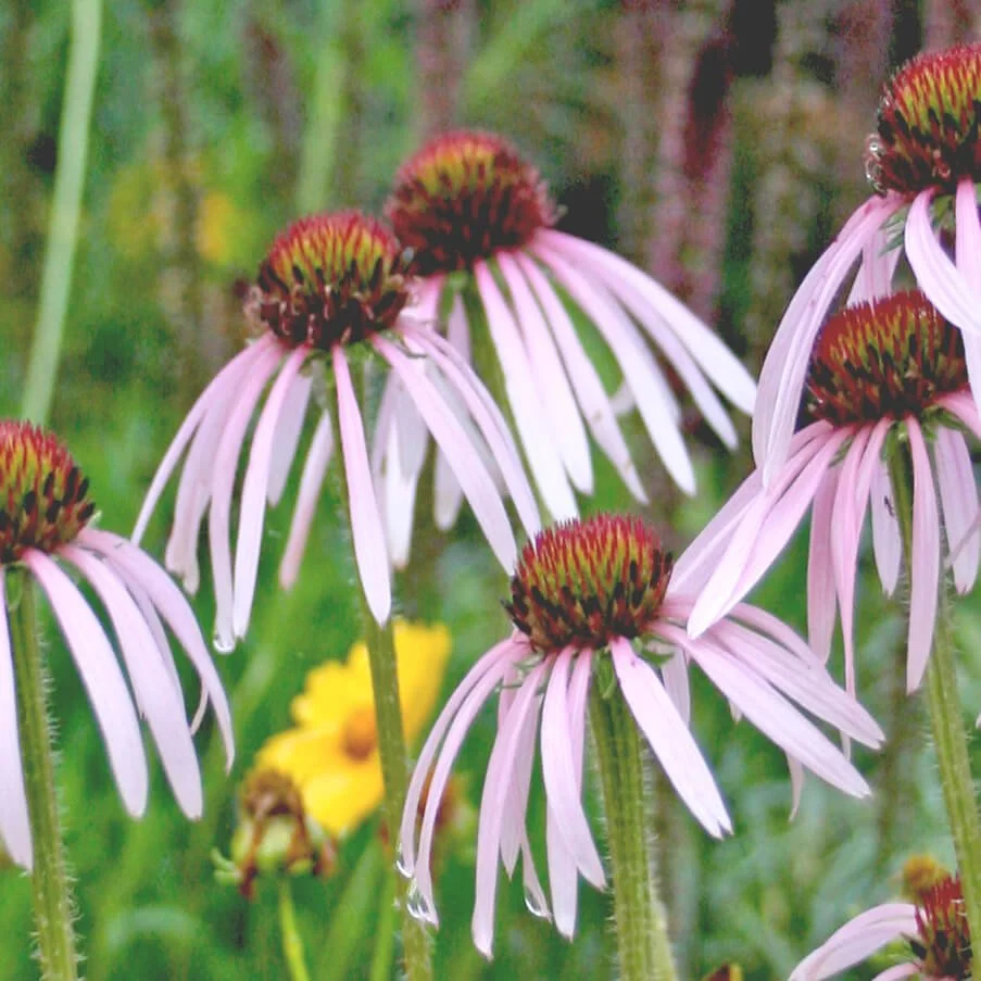 ECHINACEA-PALLIDA-HULA-DANCER.jpg