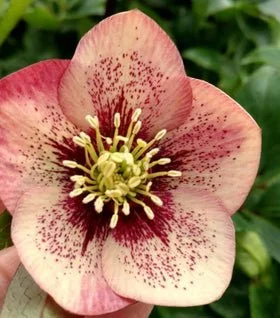 helleborus-sandy-shores-15502446657578_280x318_crop_center.jpg