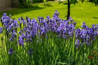 OIP.hLc_uMS_3GuVj_w3tfdOrAHaE8