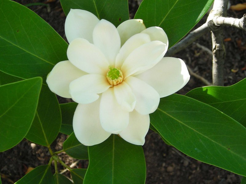 magnolia_virginiana_flower_jun_crw.jpg