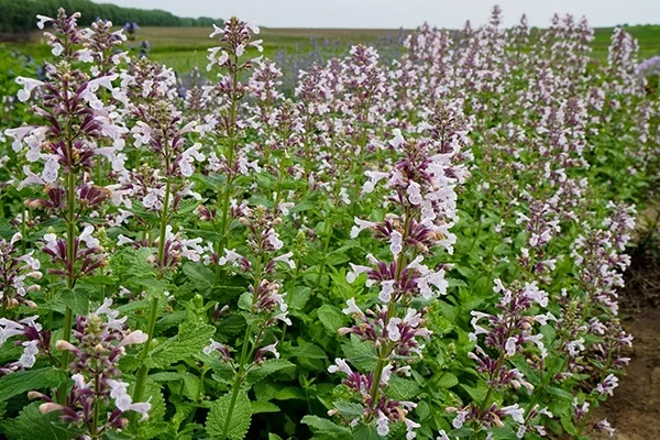 46064_nepeta_whispurr_pink__karl_batschke_nepp_148.jpg_nep19-25794.jpg_ball.webp