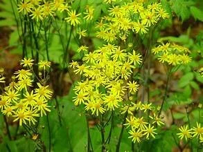 OIP.0VJGepBRbbdKcBcvr7cNRgHaFj