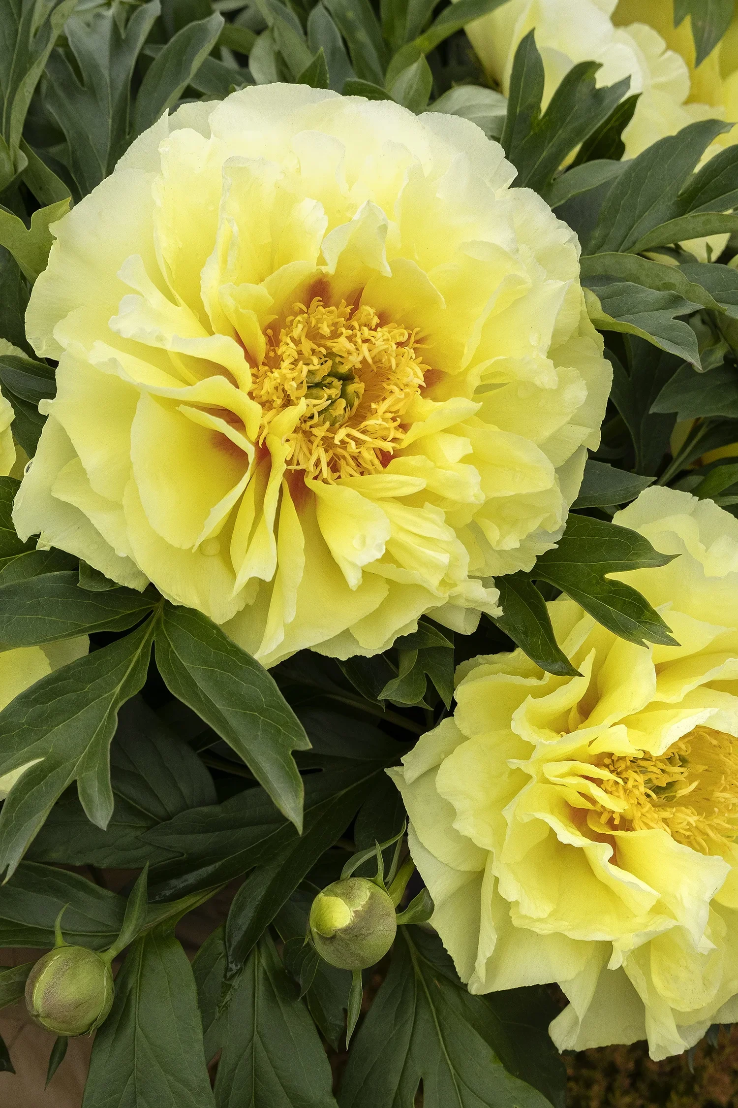 3908_paeonia_x_bartzella__7183mnc.webp