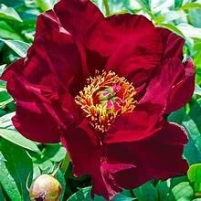 OIP.ZghFb14ID0QP35V1sU6cfwHaHa