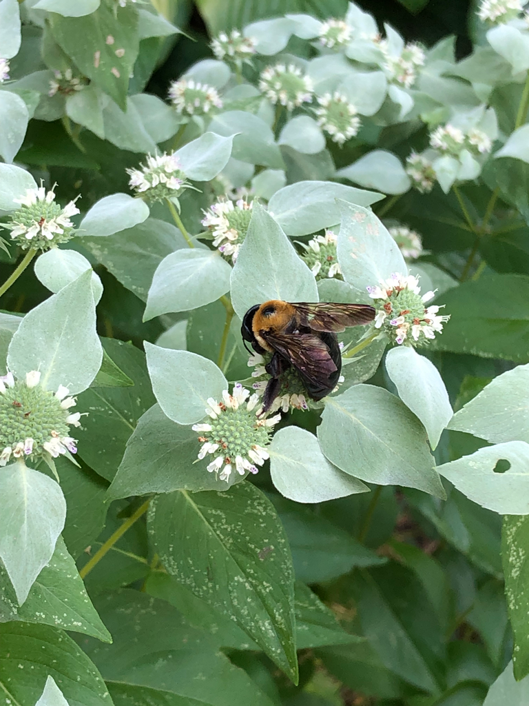 pycnanthemum-muticum-clustered-mountain-mint-bumblebee.png