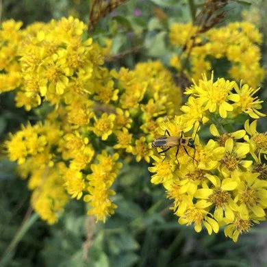 solidago-rigida-perennials-19a__55231.1579008660.jpg