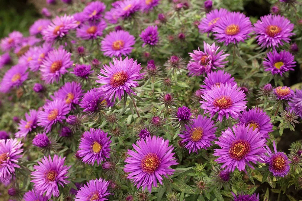 Aster_Purple_Dome_ASTPURD_SHN_1_A.jpg