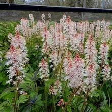 OIP.2at9g_filRgCBmSb1dz9hAHaHa