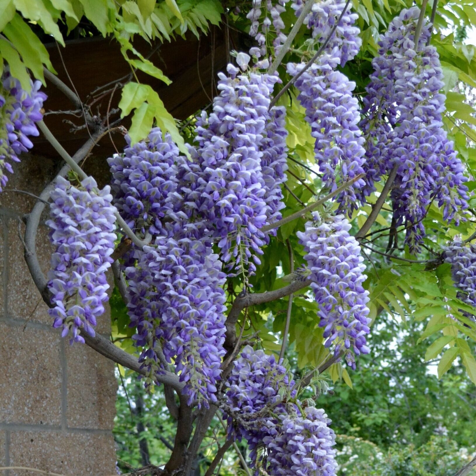 Wisteria-Blue-Moon-scaled-e1755719077812.jpg