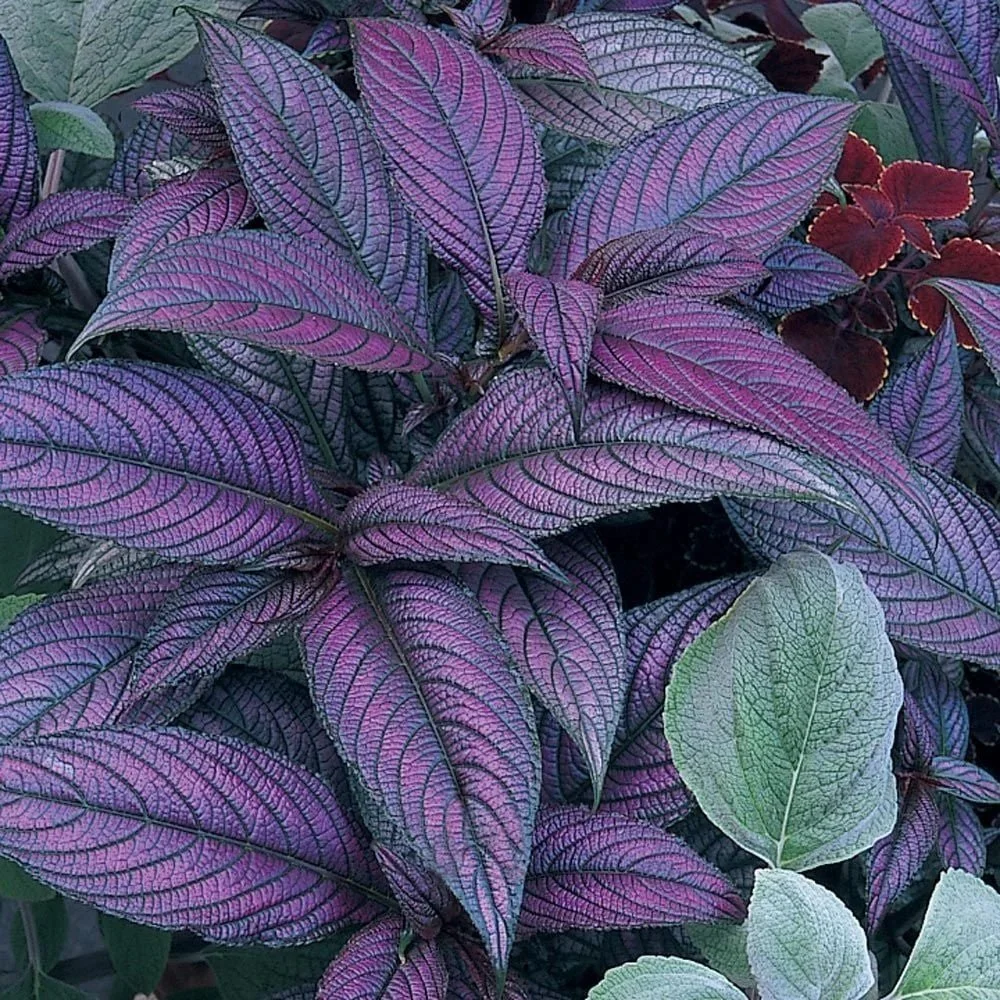 Strobilanthes Persian Shield <br/> <i>Strobilanthes dyerianus</i>