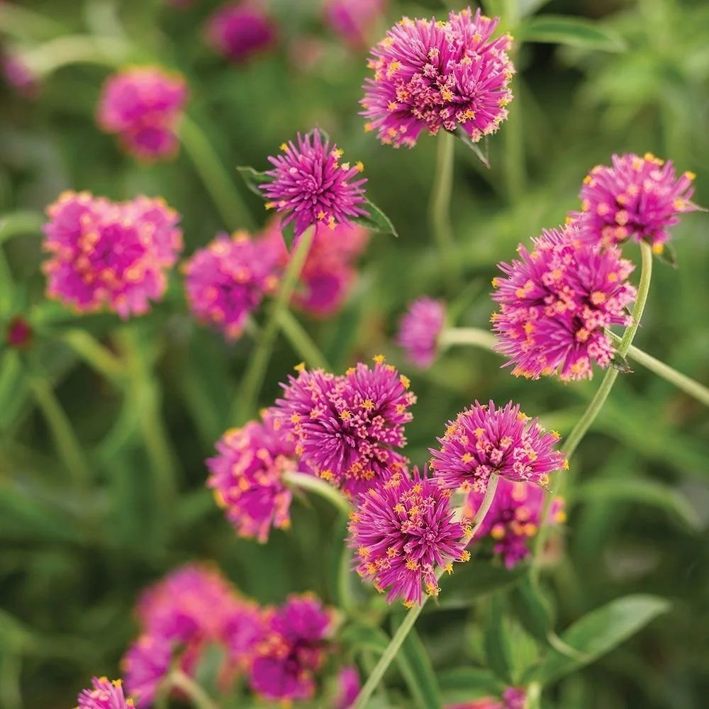 Globe Amaranth Truffula Pink <br/> <i>Gomphrena pulchella</i>
