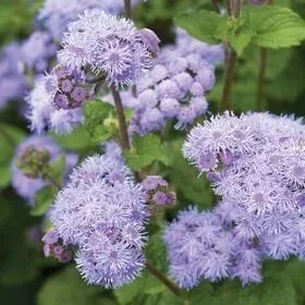 Ageratum, tall <br/> <i>Ageratum houstonianum</i>
