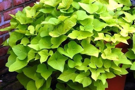 Sweet Potato Vine Marguerite <br/> <i>Ipomoea batatas ‘Marguerite‘</i>