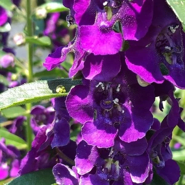 Summer Snapdragon Angelface Blue <br/> <i>Angelonia angustifolia</i>