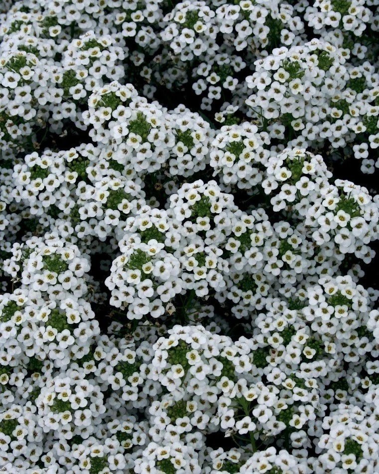 Lobularia Stream™ White <br/> <i>Lobularia maritima</i>
