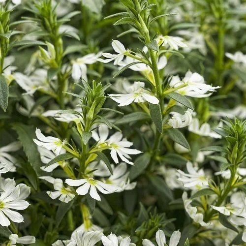 Scaevola Whirlwind White <br/> <i>Scaevola aemula</i>