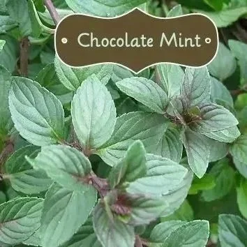 Mint, Chocolate <br/> <i>Mentha x piperita ‘Chocolate‘</i>
