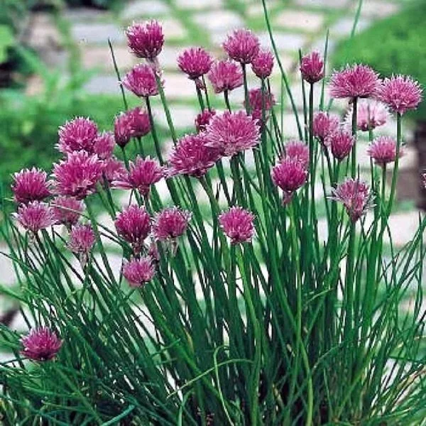 Chives <br/> <i>Allium schoenprasum</i>