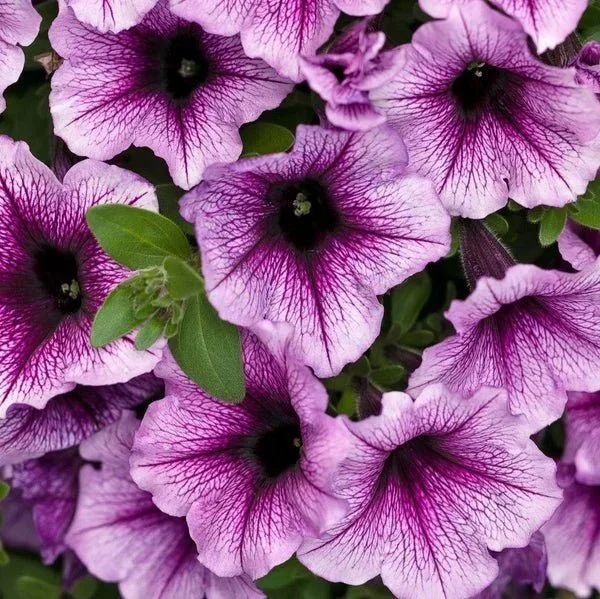 Supertunia Bordeaux <br/> <i>Petunia hybrid ‘Lanbor‘</i>