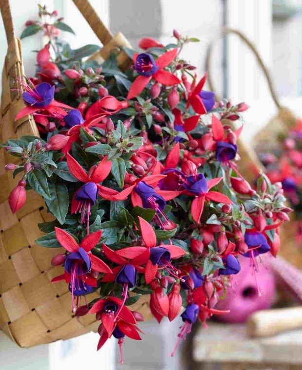Fuchsia Pink and Purple  'Bella Sacha' <br/> <i>Fuchsia hybrida</i>