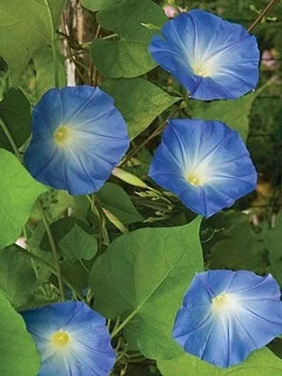 Vine Morning Glory ‘Clarke‘s Heavenly Blue‘ <br/> <i>Ipomoea tricolor</i>