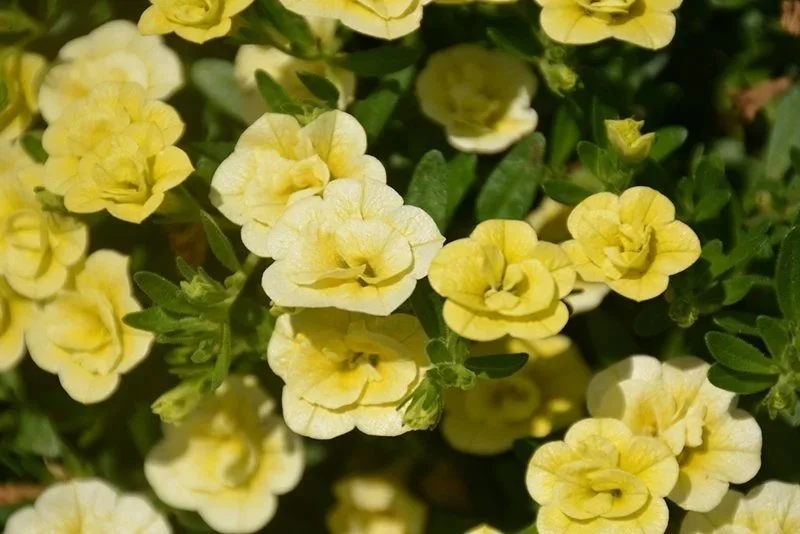 Calibrachoa Double Lemon <br/> <i>Calibrachoa x hybrida</i>