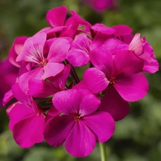 Geranium Caliente Lavender <br/> <i>Pelargonium x hortorum</i>