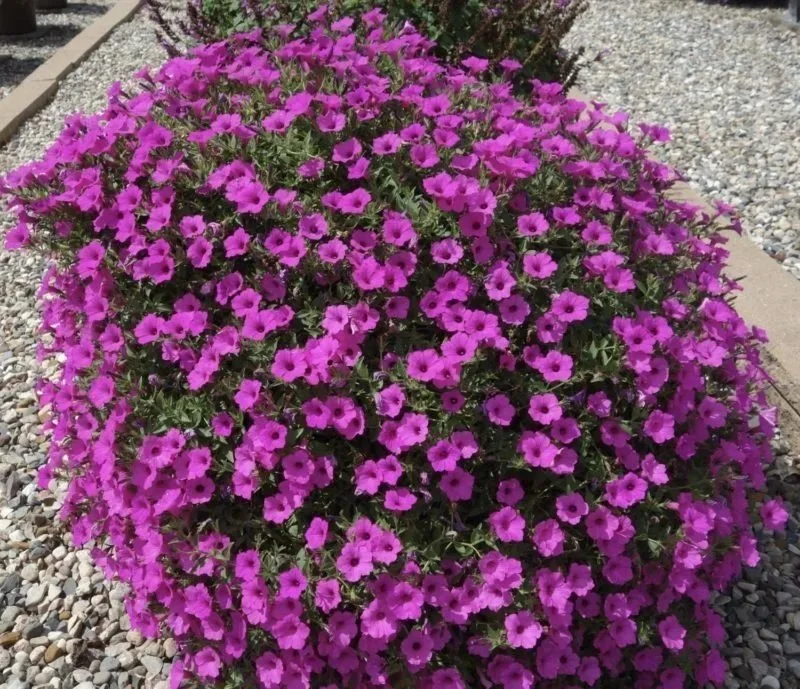 Supertunia Vista Jazzberry <br/> <i>Petunia hybrid</i>