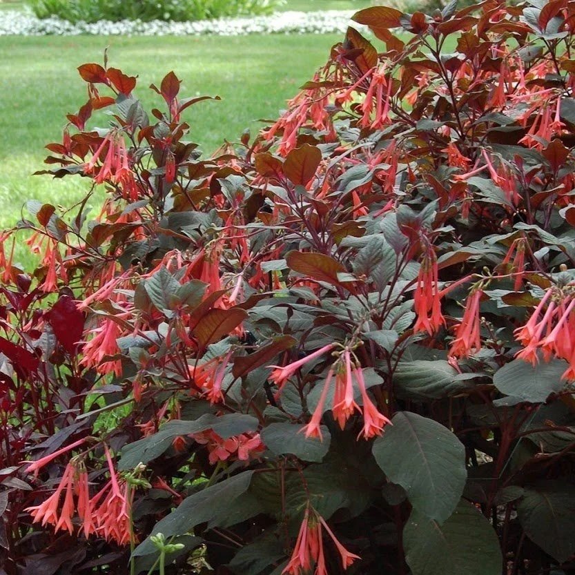 Fushia Gartenmeister <br/> <i>Fuchsia ‘Gartenmeister Bonstedt’</i>