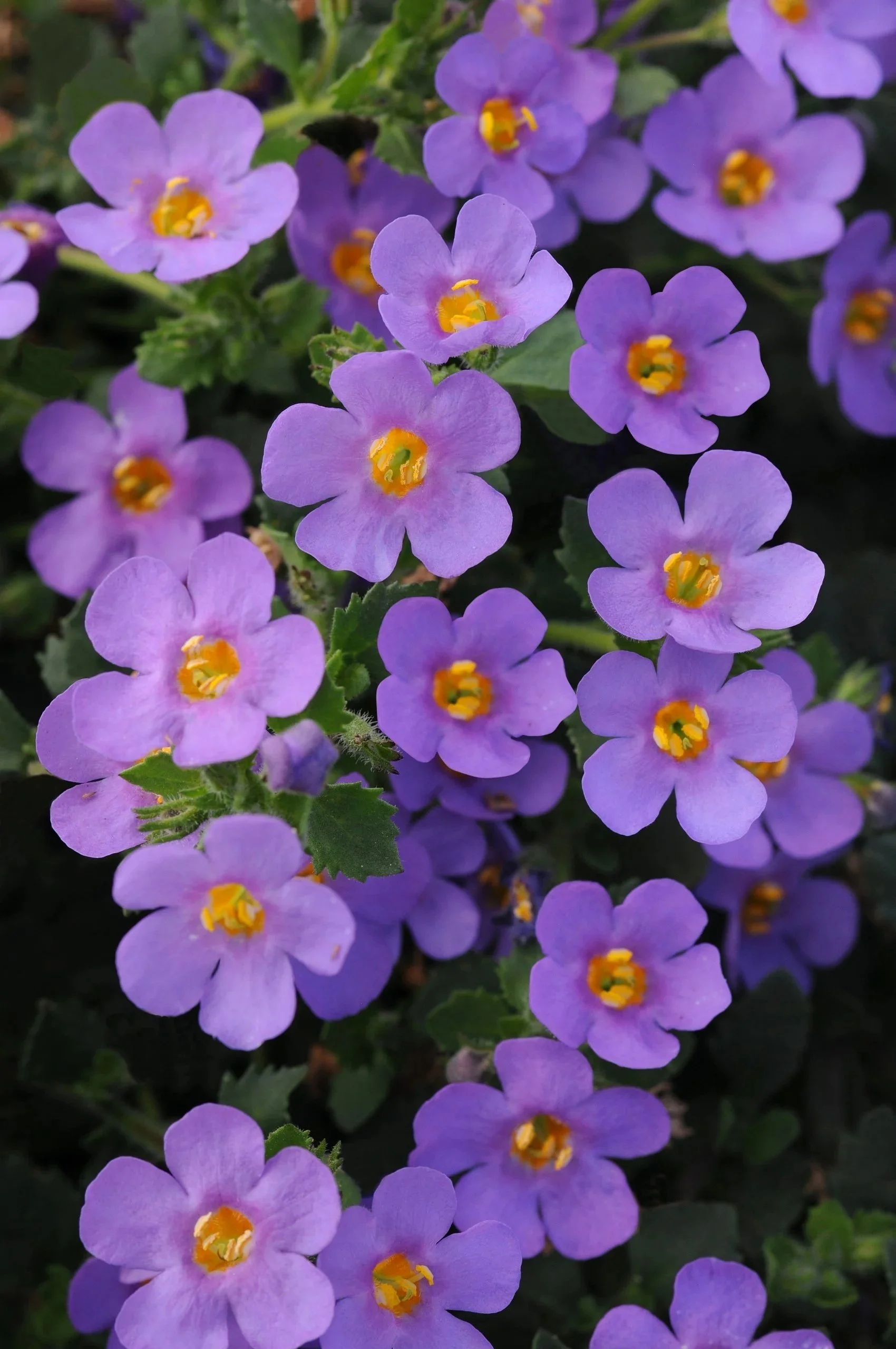 Bacopa Blue <br/> <i>Bacopa scopia</i>