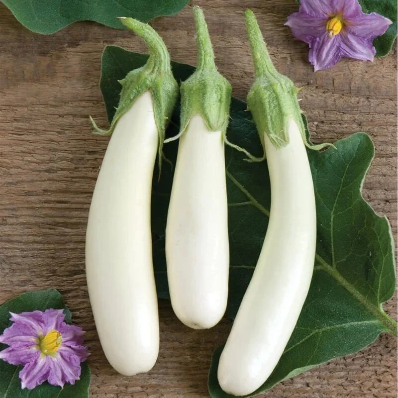 Eggplant, Gretel White <br/> <i>Solanum melongena</i>