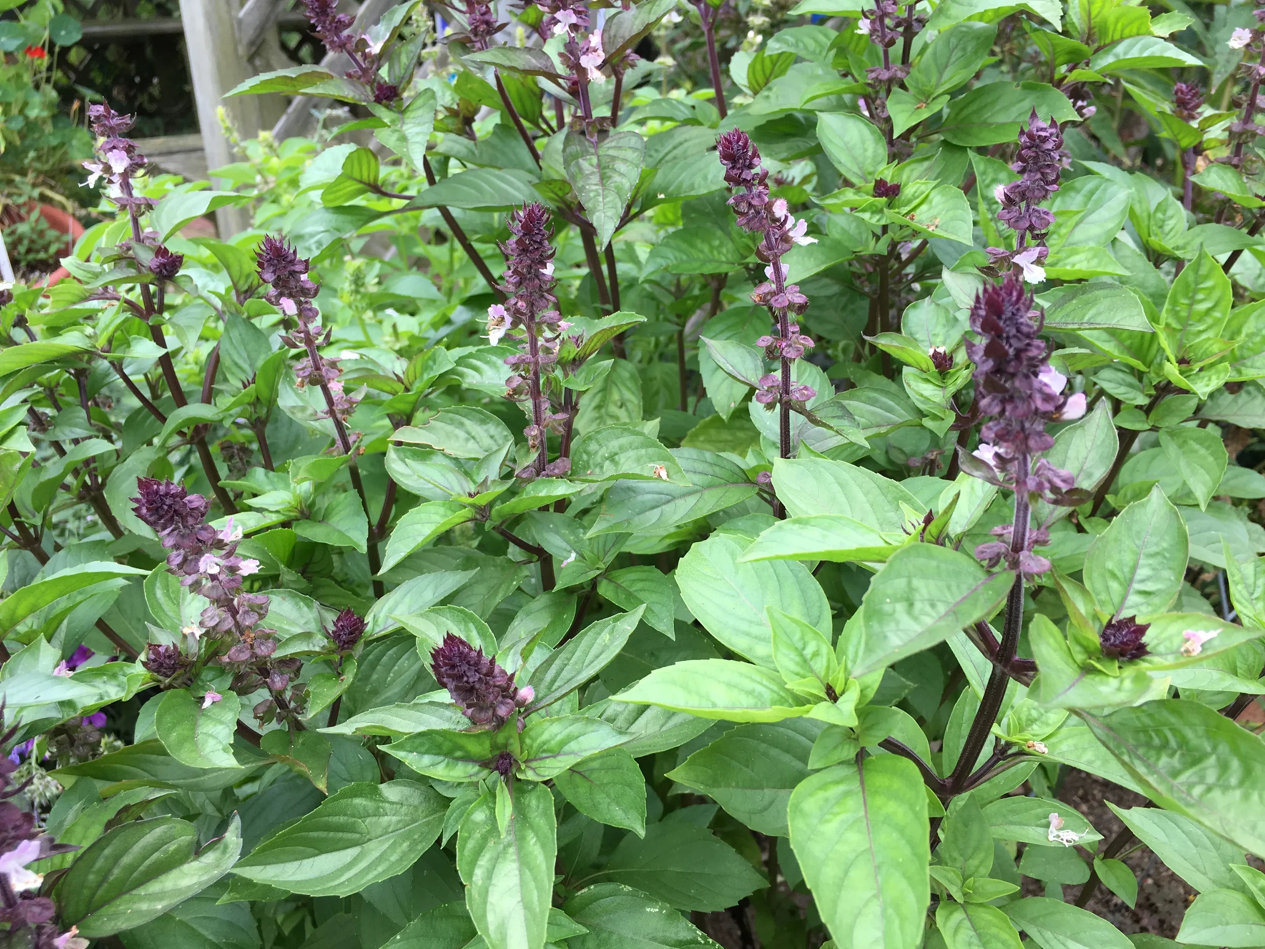 Basil, Thai ORGANIC <br/> <i>Ocimum basilicum var. thyrsiflora</i>