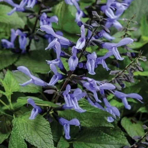 Salvia hybrida Rockin Blue Suede Shoes <br/> <i>Salvia hybrida</i>