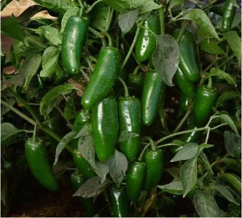 Pepper, Jalapeno <br/> <i>Capsicum annuum</i>