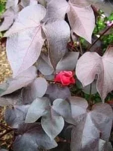 Black Cotton ORGANIC <br/> <i>Gossypium herbaceum nigra</i>