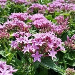 Pentas Lucky Star Lavender <br/> <i>Pentas lanceolata</i>