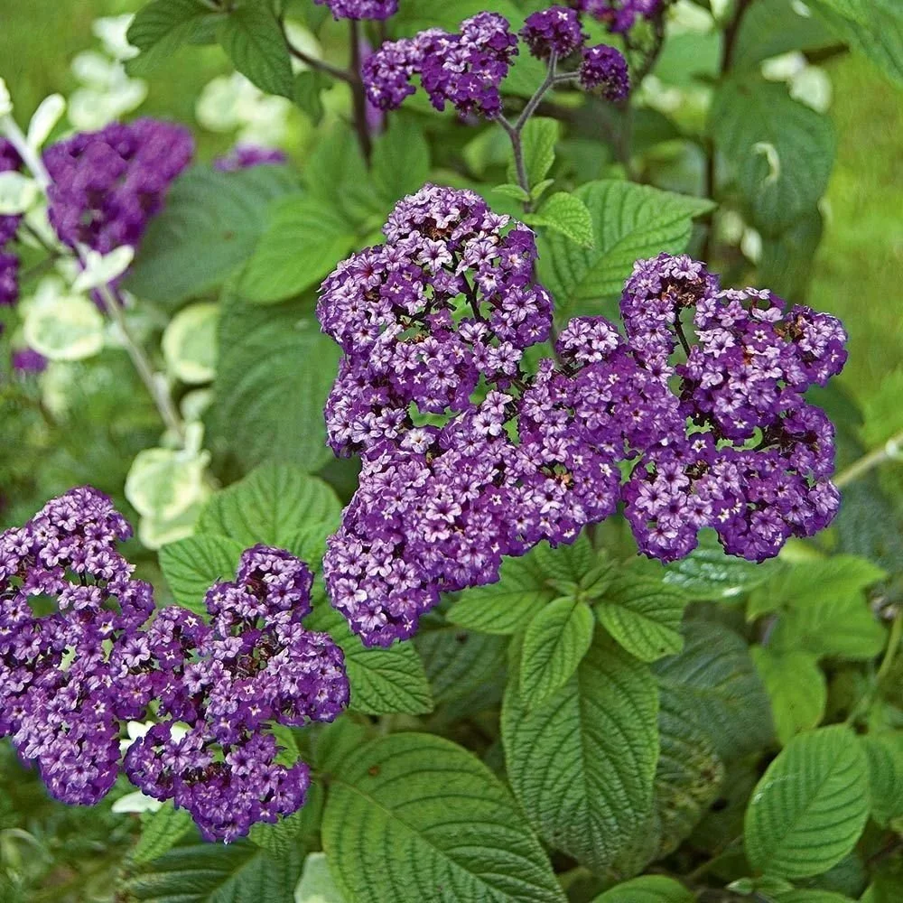 Heliotrope Fragrant Delight <br/> <i>Heliotropium arborescens</i>