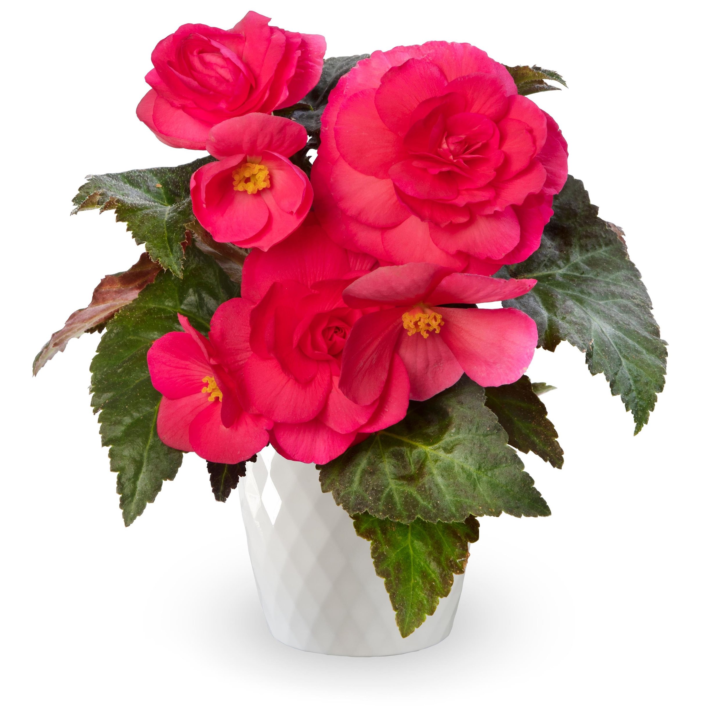 Begonia Limitless Dark Rose <br/> <i>Begonia x tuberhybrida</i>