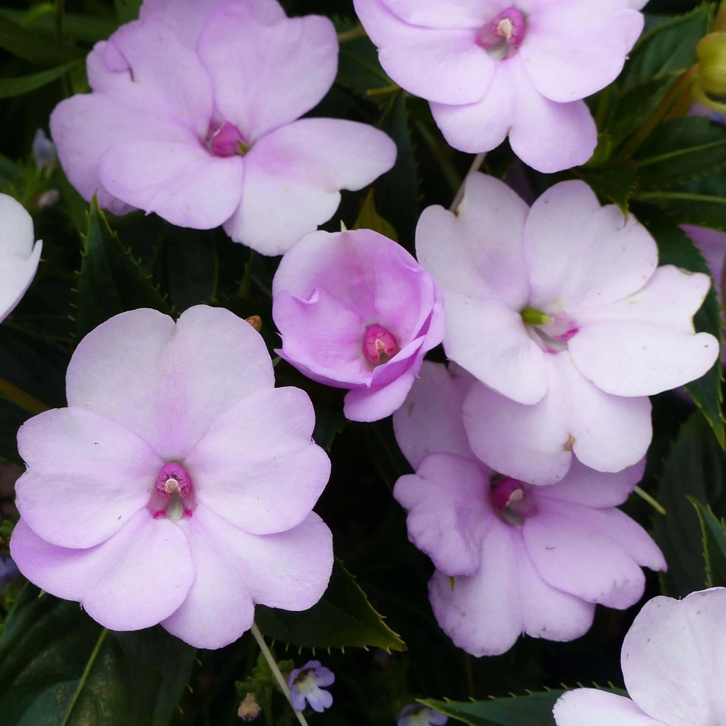 Sunpatiens Compact Orchid Blush <br/> <i>Impatiens x hybrida</i>