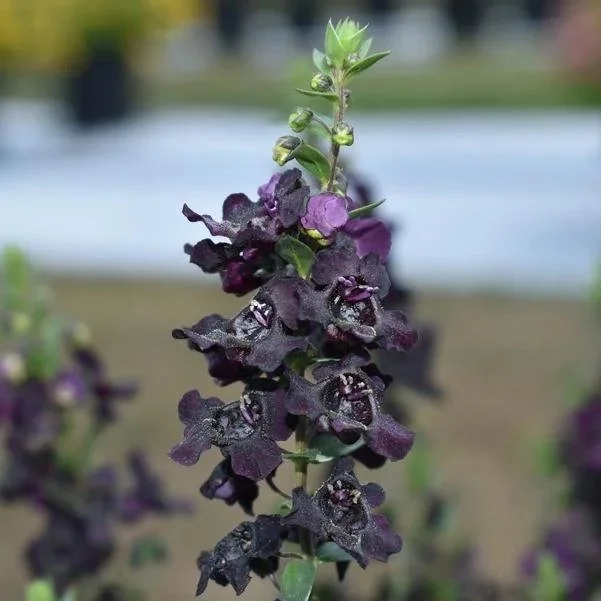 Summer Snapdragon AngelFlare Black <br/> <i>Angelonia angustifolia</i>
