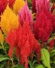 Celosia First Flame Mix <br/> <i>Celosia plumosa</i>