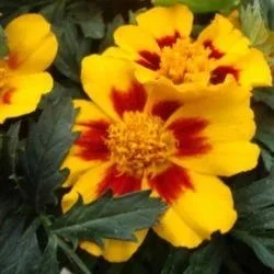 Marigold Disco Granada <br/> <i>Tagetes patula</i>