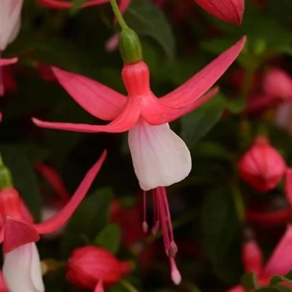 Fuchsia Red and White  'Bella Evita' <br/> <i>Fuchsia hybrida</i>