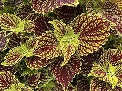Coleus Main Street Venice Boulevard <br/> <i>Coleus scutellarioides ‘Main Street Venice Boulevard‘</i>