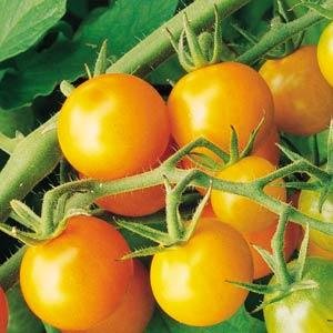Tomato, Sungold  <br/> <i>Solanum lycopersicum</i>