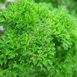 Parsley, Triple Curled <br/> <i>Petroselinum crispum</i>